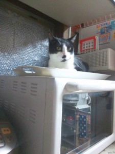 意外にやる猫です