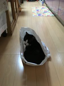 和風ドールハウスとミニチュア　2019 06 18 001 e1561742466798