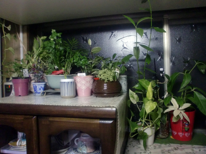 `ミニ植物園